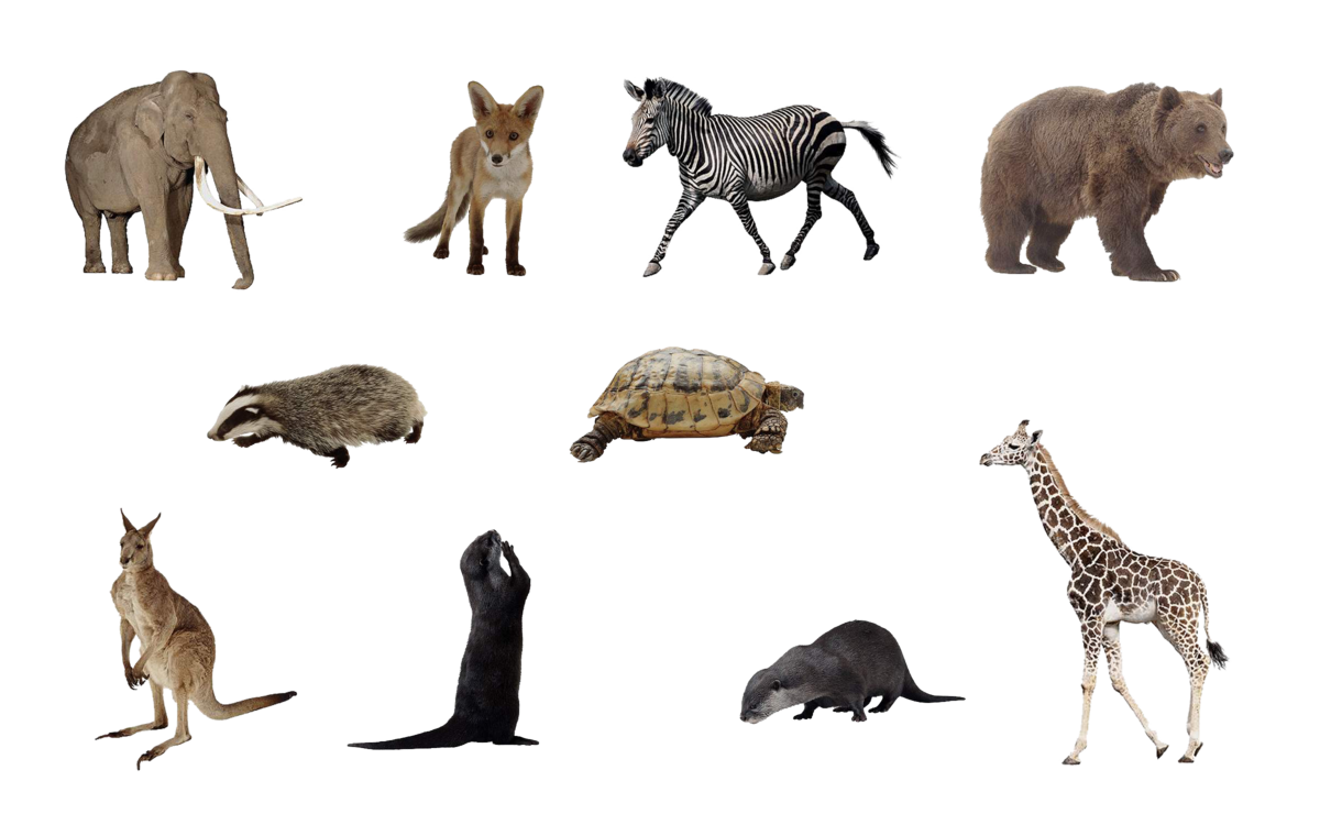 Animals 4